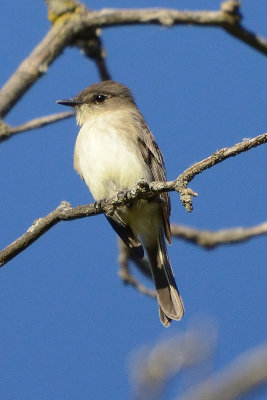 flycatcher-65668.jpg