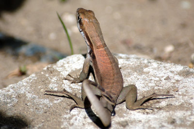 curly-tailed-lizard.jpg