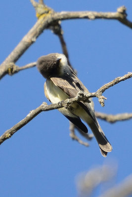 flycatcher-scratching-head-65667.jpg