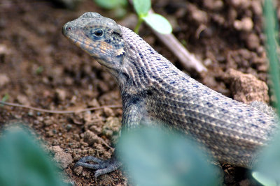 curly-tailed-lizard-3.jpg