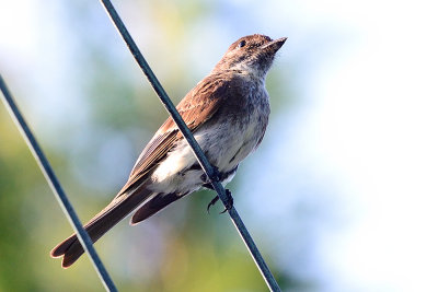 flycatcher-64230.jpg