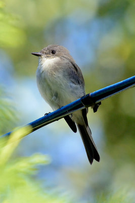 flycatcher-65136.jpg