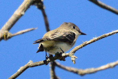 flycatcher-65663.jpg