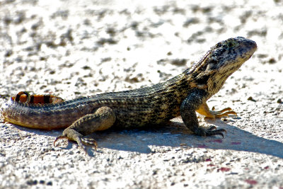 curly-tailed-lizard-4054.jpg