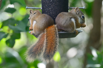 hungry-red-squirrels-10570.jpg