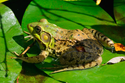 bull-frog-10917.jpg