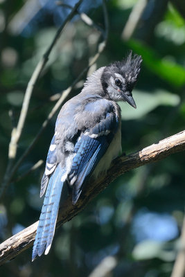 bluejay-64265.jpg