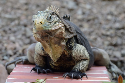 wild-iguana-65752.jpg