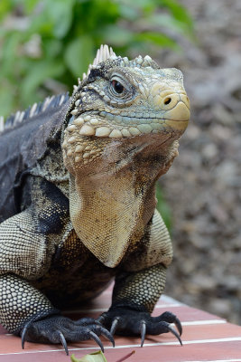 wild-iguana-65753.jpg