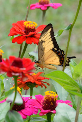 butterfly-66070.jpg
