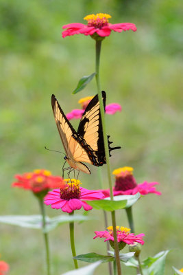 butterfly-66068.jpg