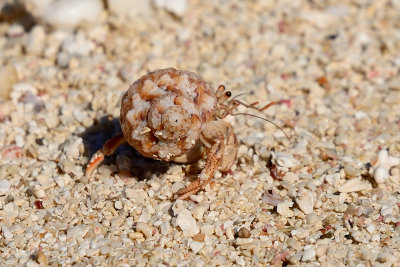 crab-65911.jpg