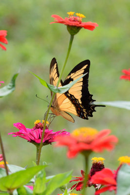 butterfly-66069.jpg