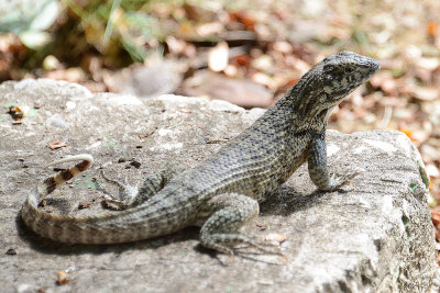 lizard-66019.jpg