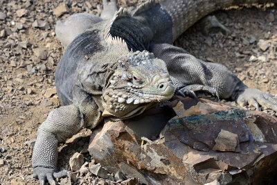 iguana-66106.jpg