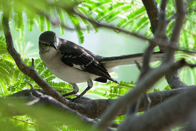 mockingbird-66125.jpg