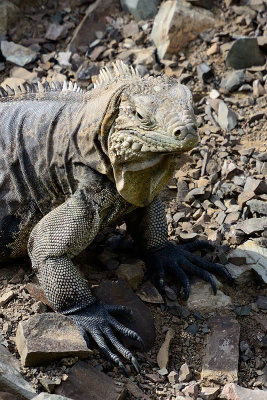 iguana-66107.jpg