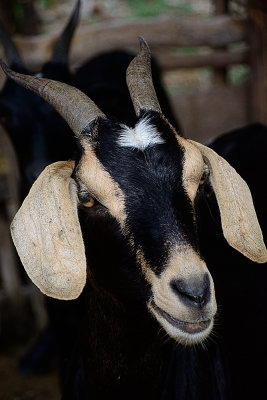 goat-0317.jpg