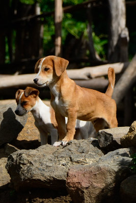 puppies-0287.jpg