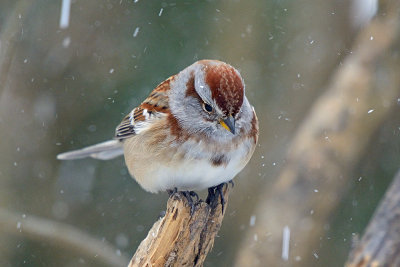 sparrow-66219.jpg