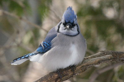 blue-jay-0199.jpg