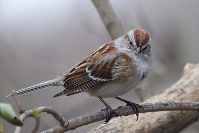 sparrow0163.jpg