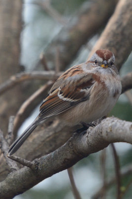 sparrow-0168.jpg