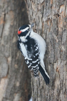 downy-woodpecker-0233.jpg