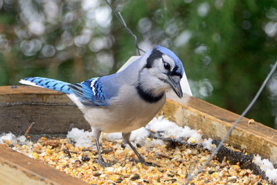 blue-jay-66169.jpg