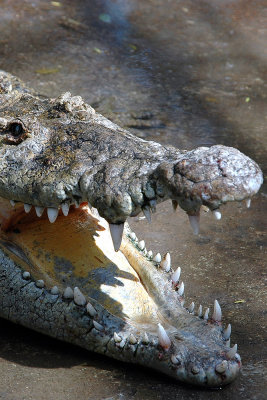 aligators-mouth.jpg