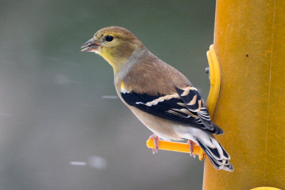 goldfinch-0225.jpg