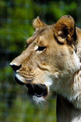 lioness-3704.jpg