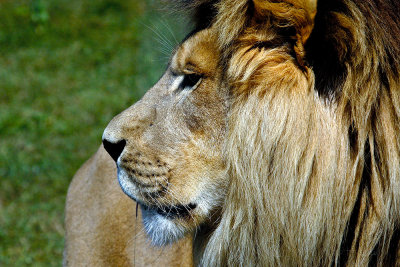 lion-3705.jpg