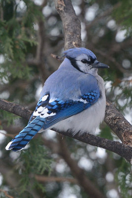 blue-jay-0202.jpg