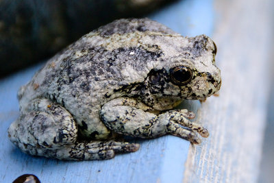 tree-frog-10145.jpg