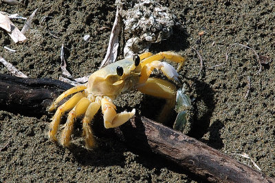 crab-2.jpg
