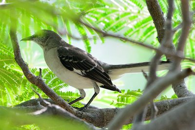 mockingbird-66126.jpg