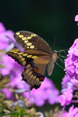 butterfly-10958.jpg