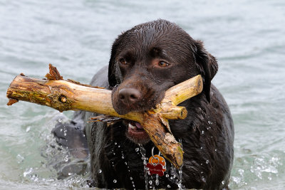 my-dog---TIA-MARIA-6178.jpg