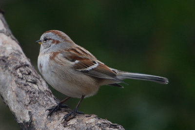 sparrow-0169.jpg