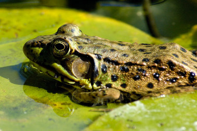 bull-frog-3556.jpg