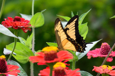 butterfly-66067.jpg