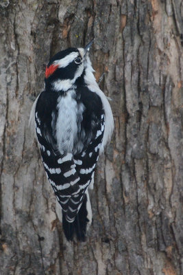 downy-woodpecker-0227.jpg
