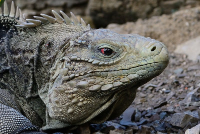 wild-iguana11714-2.jpg