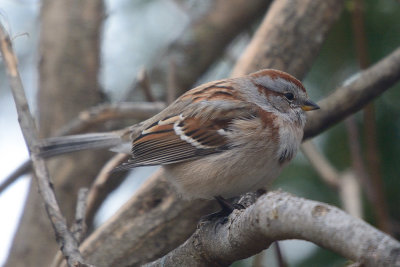 sparrow-0167.jpg