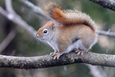 red-squirrel_0663.jpg