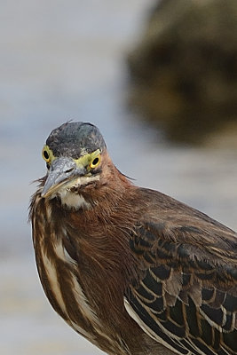 green-heron-65969.jpg