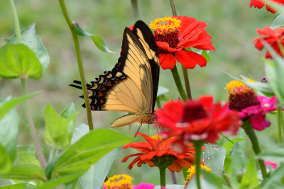 butterfly-66071.jpg