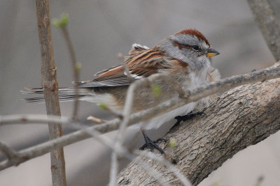 sparrow-0207.jpg