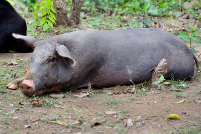 pig-0325.jpg